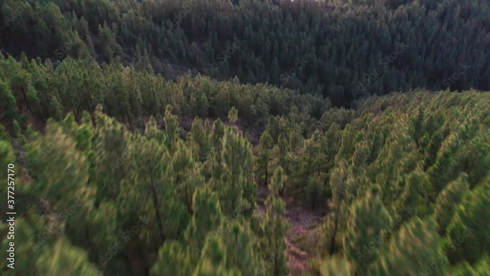 Coniferous forests on Tenerife island below the Pico de Teide mountain with a dense cloud inversion on the coast and a silhouette of the mountain on the horizon at sunset. Inversion below a mountain.