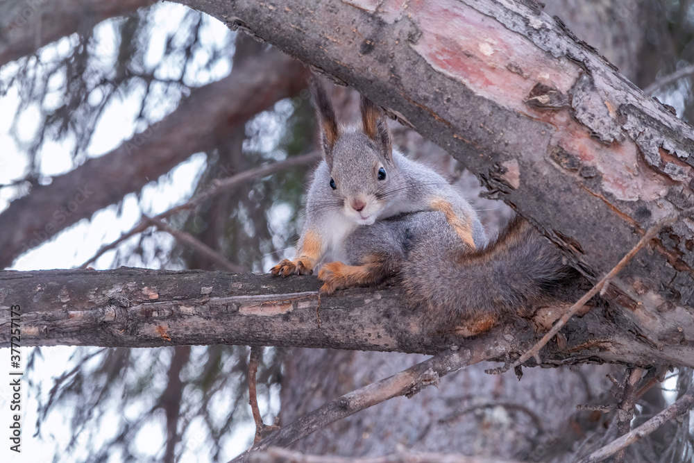 Fototapeta premium The squirrel sits on a fir branches in the winter or autumn.