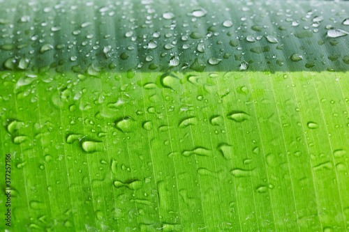 Rain drops on green banana leaves,soft focus.