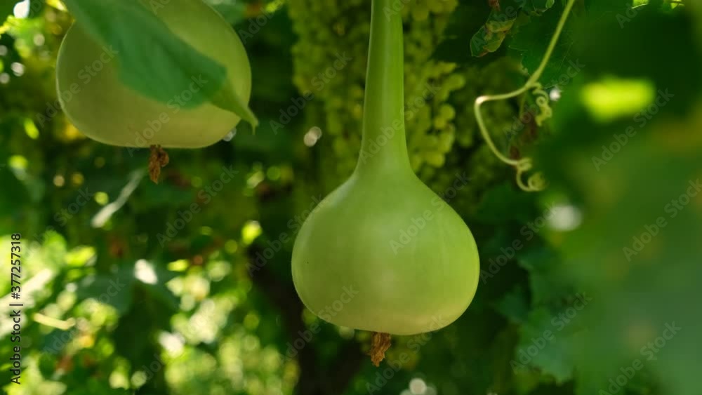 Close up green bottle gourd or calabash gourd on branch