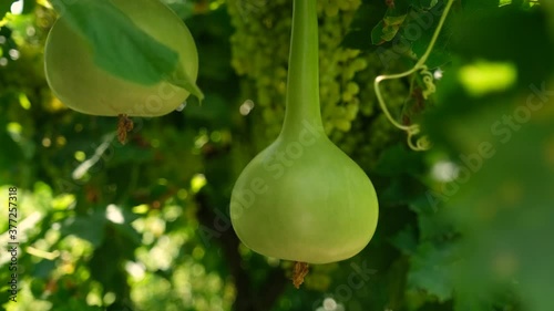 Close up green bottle gourd or calabash gourd on branch photo