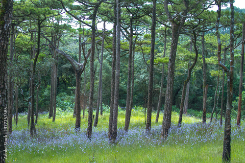 Fototapeta Naklejka Na Ścianę i Meble -  pine forest with purple grass flowers field at Phu Soi Dao National Park in Thailand