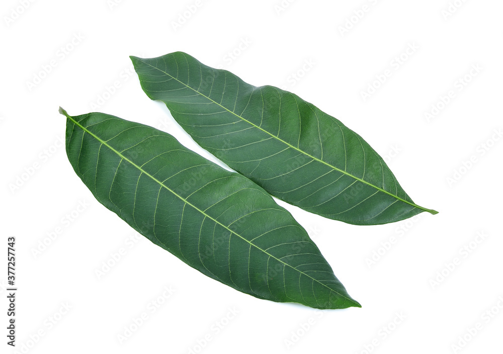 Leaf of longan fruit isolated on white background Leaf of longan fruit isolated on white background