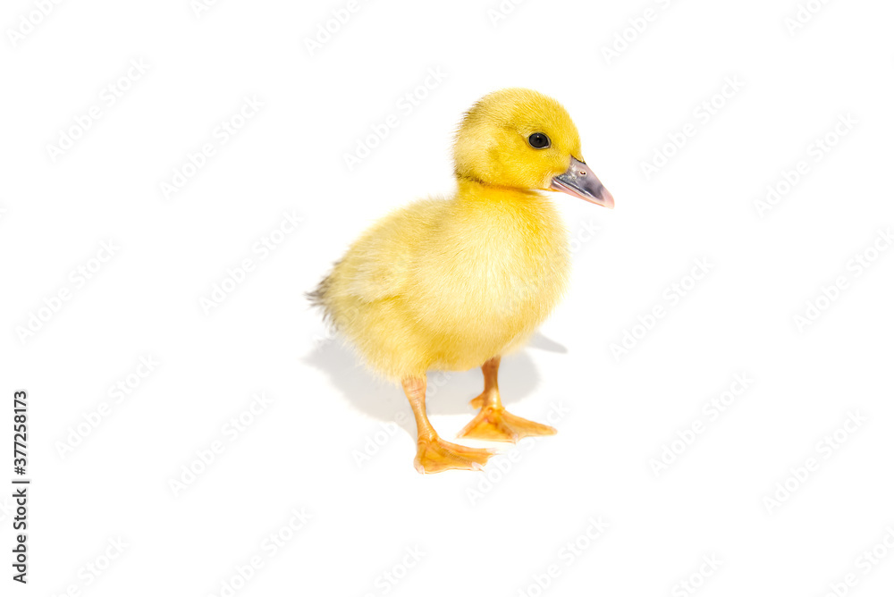 NewBorn little Cute yellow duckling isolated on white. NewBorn little Cute yellow duckling isolated on white.