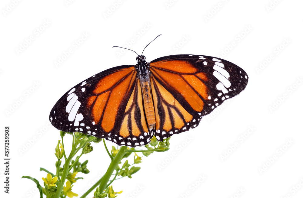 Fototapeta premium Butterflies catching flowers on a white background