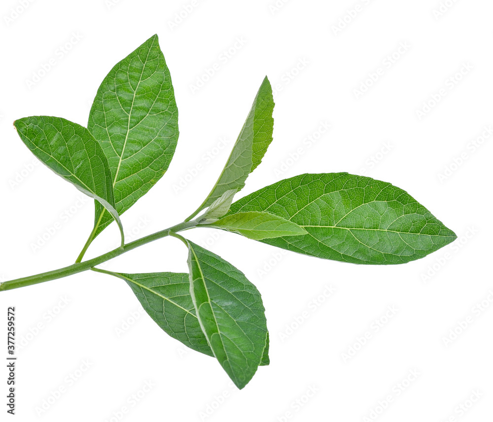 Gymnanthemum extensum foliage ,green leaves pattern of tropical leaf plant isolated on white background Gymnanthemum extensum foliage ,green leaves pattern of tropical leaf plant isolated on white background