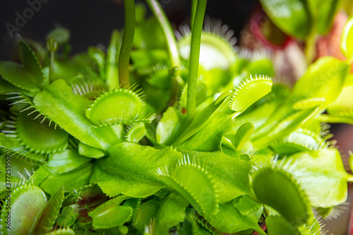 Venus flytrap carnivorous plant close-up view © daboost