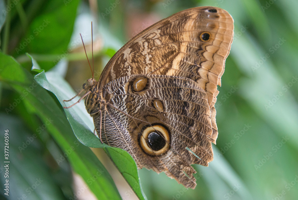 Giant Owl butterfly with its large eye spot in Victoria Butterfly garden in British Columbia, Canada Giant Owl butterfly with its large eye spot in Victoria Butterfly garden in British Columbia, Canada