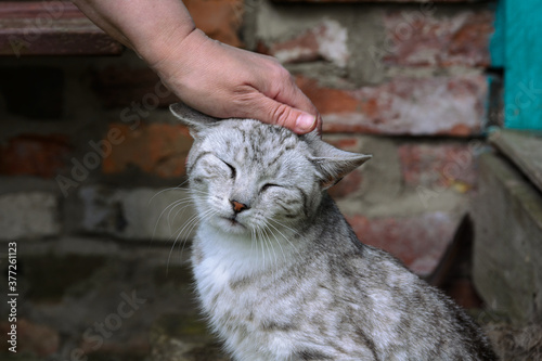 The hand strokes the cat on the head, the cat closed her eyes with pleasure