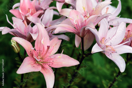 Beautiful lilies blooming lush in the garden