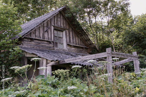 Abandoned wooden house among thickets of wild grass and trees