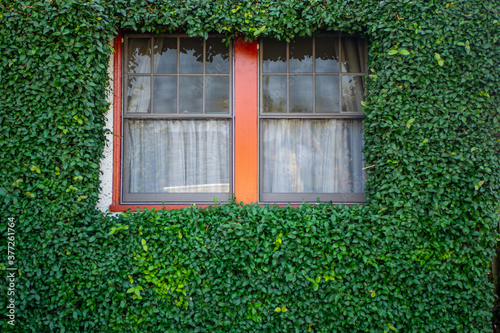 window with green leaves