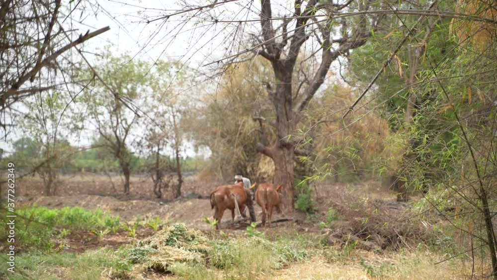 Indian farmer working with bull at his Agriculture field Indian farmer working with bull at his Agriculture field