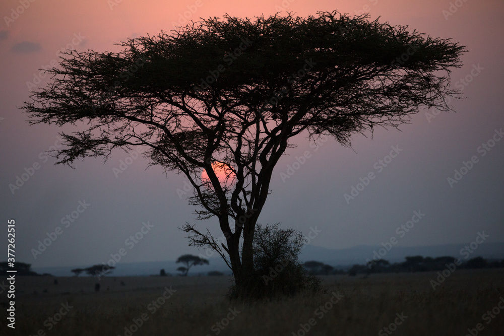 Sunset with an acacia tree,  Kenya.