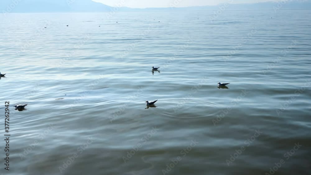 Seagull in water. Seagull in sea water with waves Seagull in water. Seagull in sea water with waves