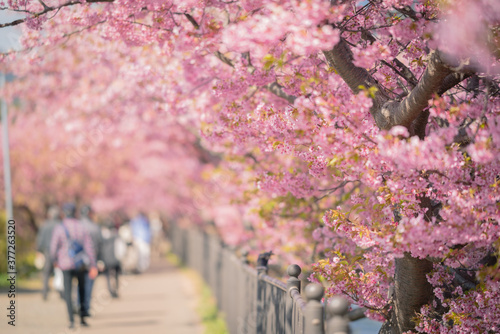 伊豆河津桜まつり photo