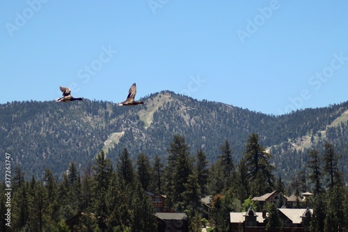 Red Tailed Hawks in Big Bear