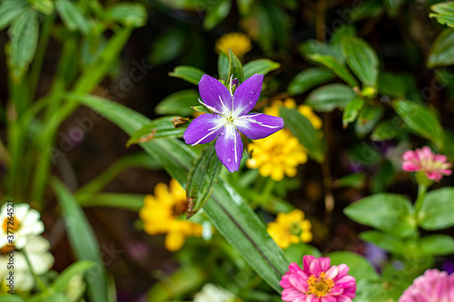 Beautiful different color flowers
