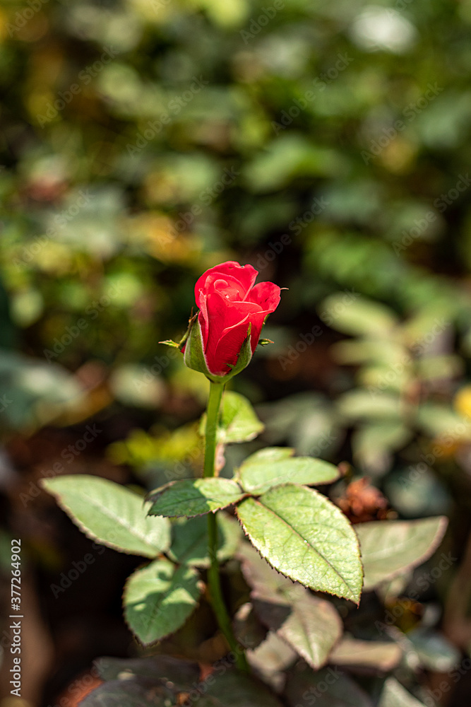 Beautiful rose in nature
