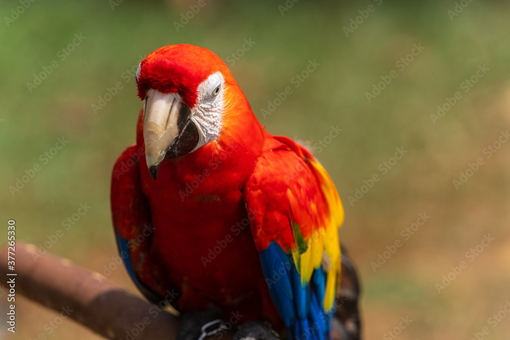 Scarlet Macaw perched on a tree branch.