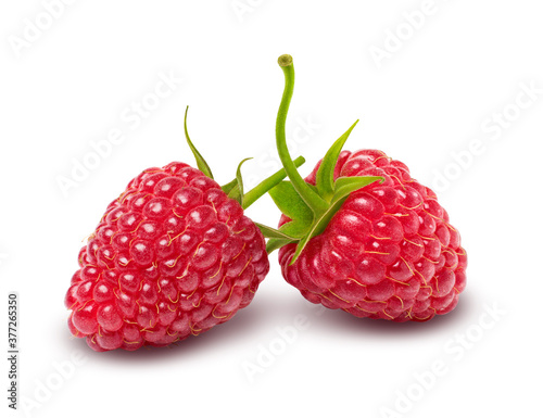Two raspberry fruits with stems isolated on white background. Clipping path included.