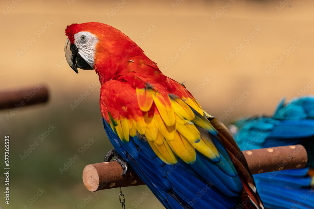 Scarlet Macaw perched on a tree branch.