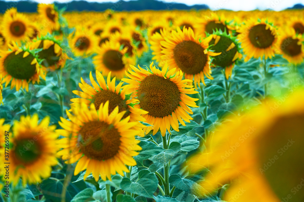 Fototapeta premium bright sunflower field, a beautiful landscape on a summer day