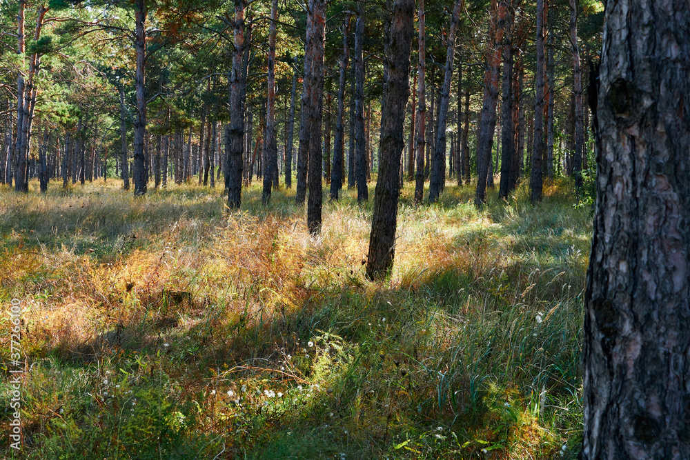 forest on a bright day - beautiful autumn landscape and wildlife forest on a bright day - beautiful autumn landscape and wildlife