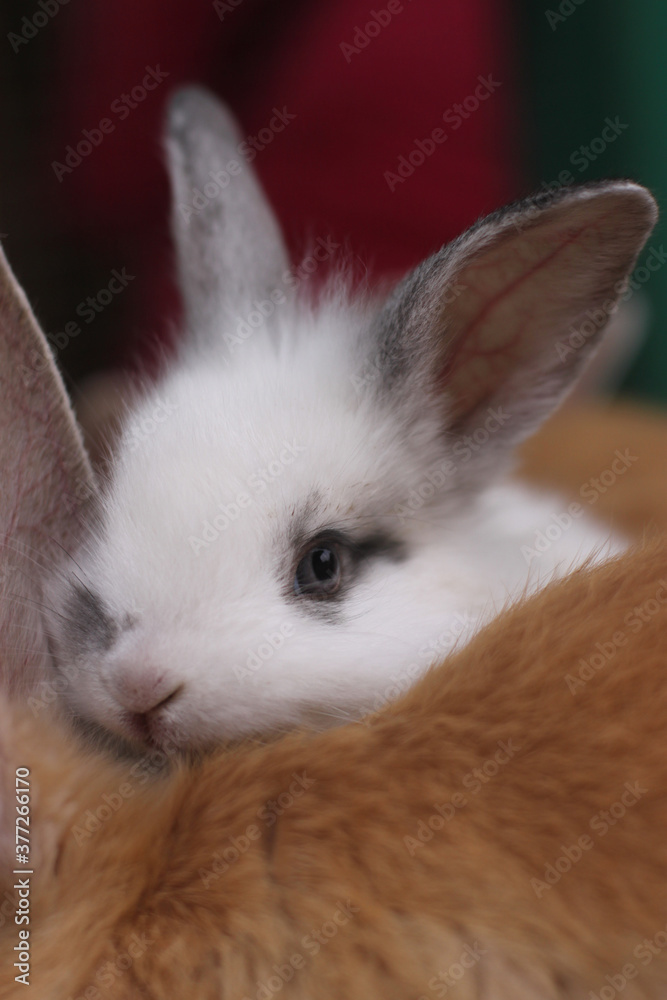 Obraz premium brown rabbit with black eyes