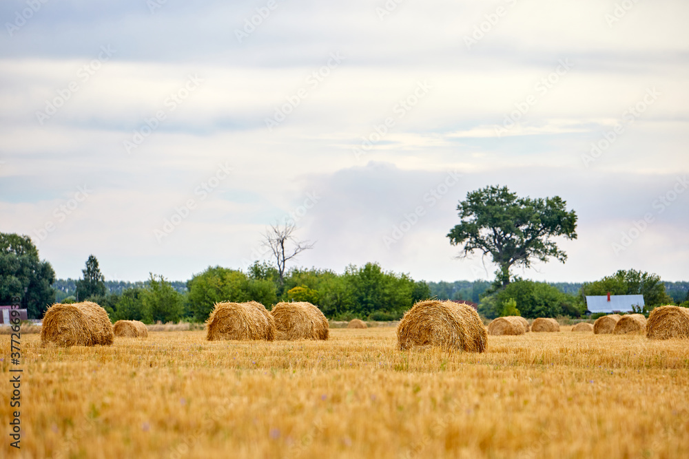 Bright yellow dry Rolls of haystacks on the summer field. Rural landscapes Bright yellow dry Rolls of haystacks on the summer field. Rural landscapes