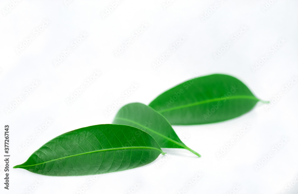 Green leaf isolated on white background Green leaf isolated on white background