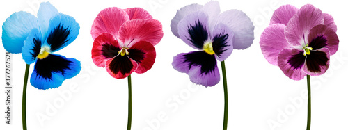 Set pansy flowers  blue,  purple, red, violet on white  isolated background with clipping path.  Closeup.  Nature. photo