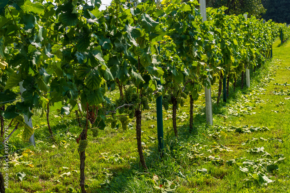 Weinstöcke auf einer Weinplantage