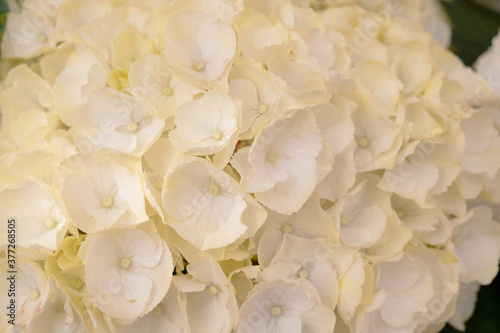 Floral background of white hydrangea flowers close up.