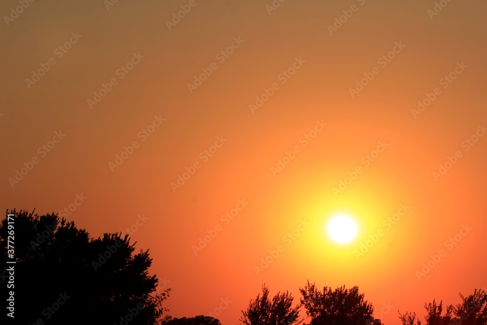 Fototapeta premium sunset in the field with tree's ans the sun north of Hutchinson Kansas USA.