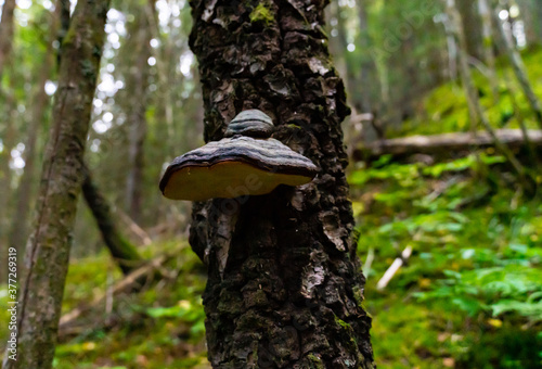 Hoof fungus growing on the trunk of a tree in the woods.
 photo