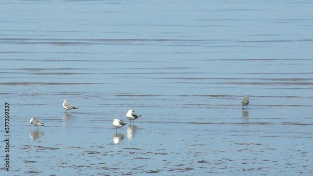 御輿来海岸のカモメ 御輿来海岸のカモメ