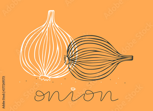 Hand drawn black and white onion on an orange background. Vector colorful illustration with word "onion"
