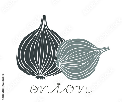 Hand drawn onion on a white background. Vector illustration with word "onion"