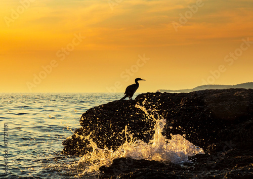 Great cormorant, Phalacrocorax, profiled on a beautiful sunset, on the Adriatic Sea coast. © Calin Tatu