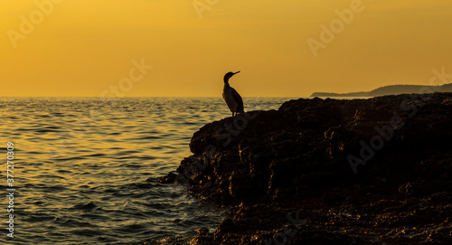 Great cormorant, Phalacrocorax, profiled on a beautiful sunset, on the Adriatic Sea coast. © Calin Tatu