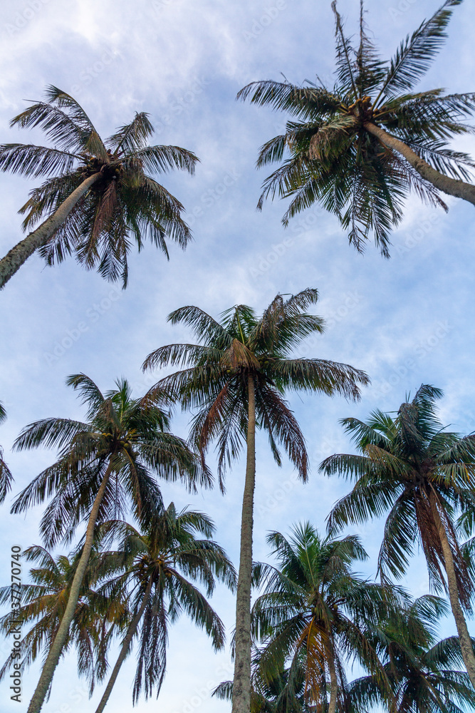 Palm trees against a dusk sky, Sri Lanka