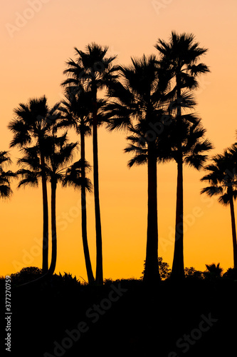 Silhouette of palm trees at sunset in California 