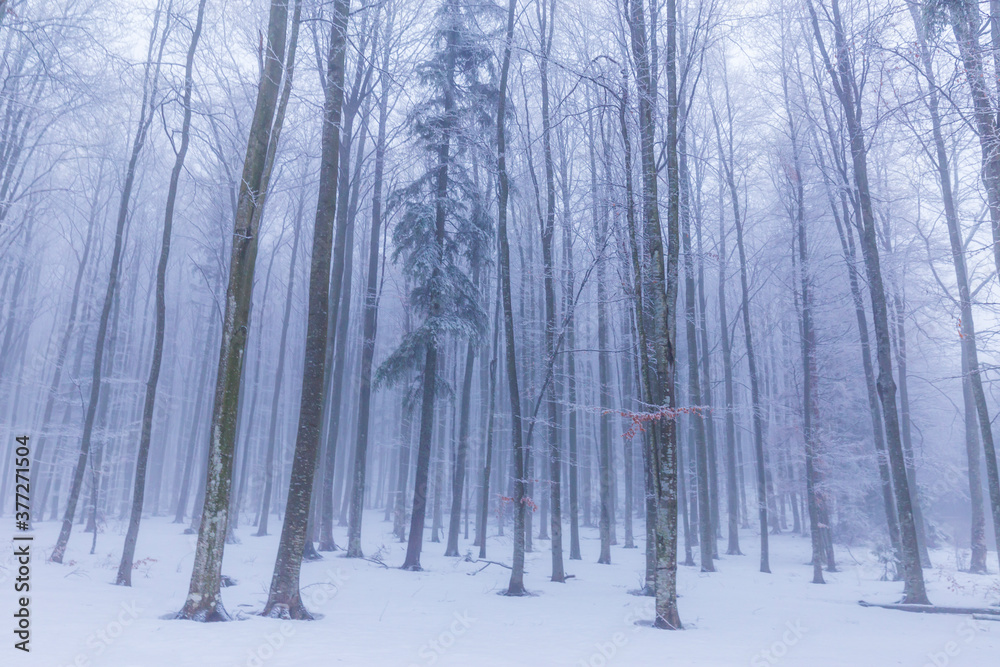 Winter scenery in a mountain forest, with frost and fresh powder snow, in Europe Winter scenery in a mountain forest, with frost and fresh powder snow, in Europe