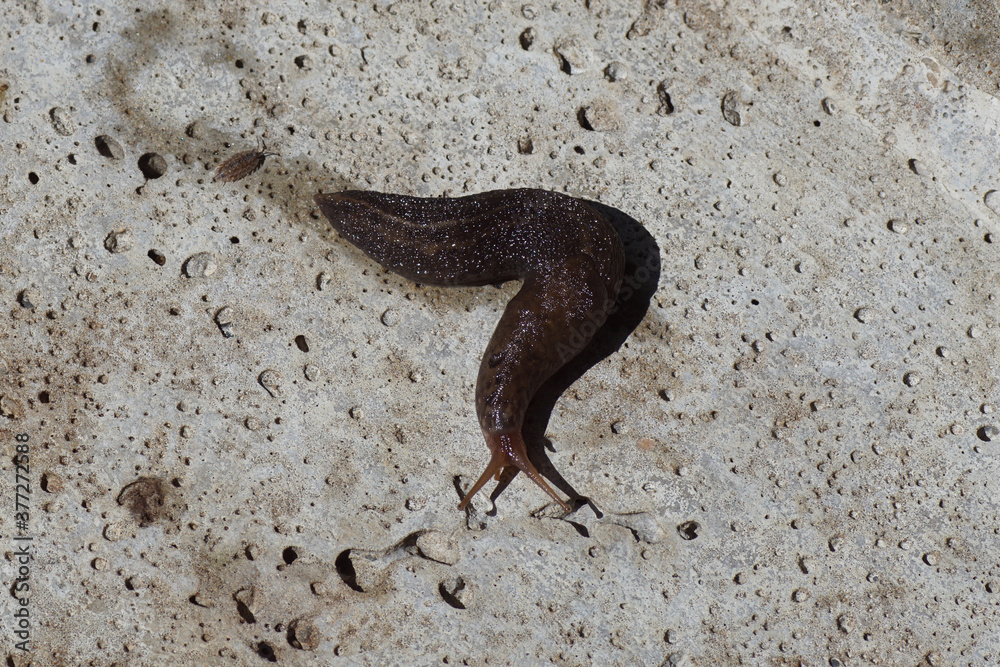 Great gray slug, leopard slug (Limax maximus), family Limacidae crawling over the bottom of a concrete manhole cover. Not verry spotted. Summer, Netherlands, August Great gray slug, leopard slug (Limax maximus), family Limacidae crawling over the bottom of a concrete manhole cover. Not verry spotted. Summer, Netherlands, August