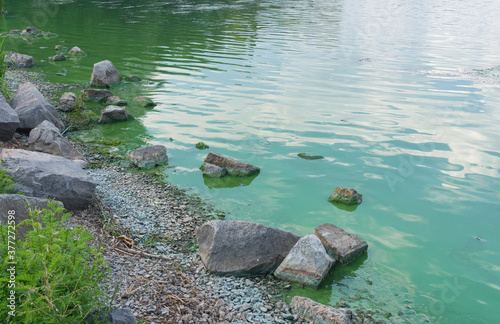 Rocky Dnipro riverside in center of the same name city covered with green slush of cyanobacterias as a result of phytoplankton evolution in hot seasons photo