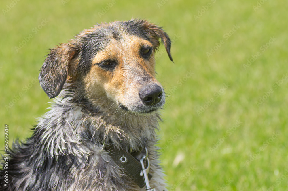 Φωτογραφία Outdoor portrait of sad wet cross breed of hunting dog against green background