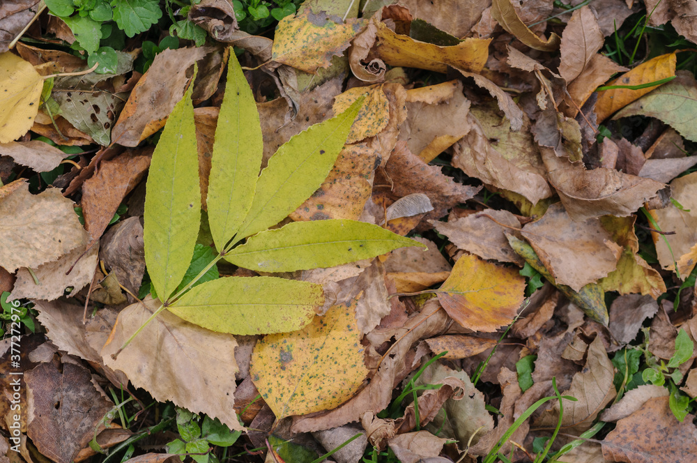 Autumn fallen yellow leaves in the forest Autumn fallen yellow leaves in the forest