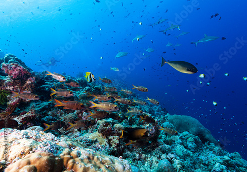 Fototapeta Naklejka Na Ścianę i Meble -  Tropical coral reef with fish, sharks and SCUBA Divers in Micronesia