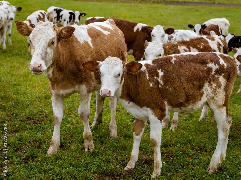 A herd of white-red cows and calves looking at the camera